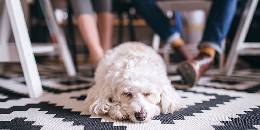 Can Bringing Dogs to Work Help Your Team Become More Productive? Can Bringing Dogs to Work Help Your Team Become More Productive?